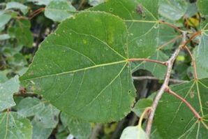 The use of aspen to enhance potency