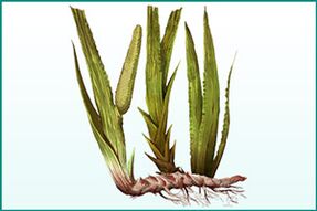 General strengthening and potency-enhancing calamus